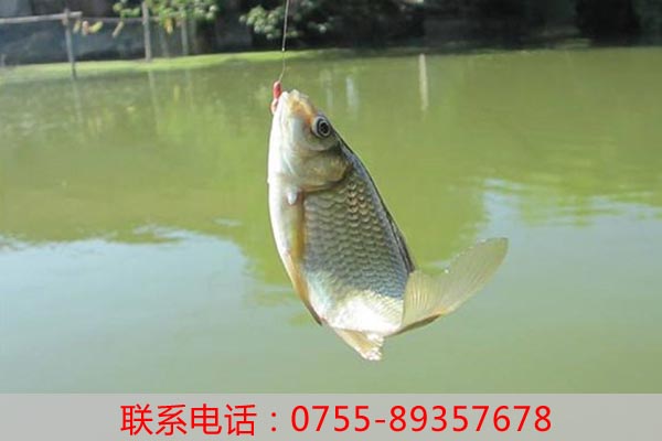深圳农家乐旅游具有哪些元素