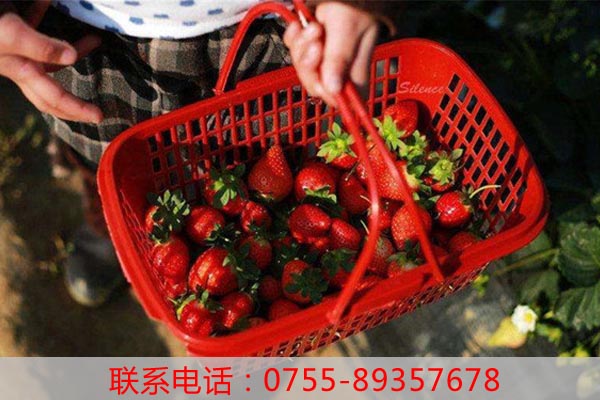 深圳的哪里有新鮮草莓可以摘知道吗?